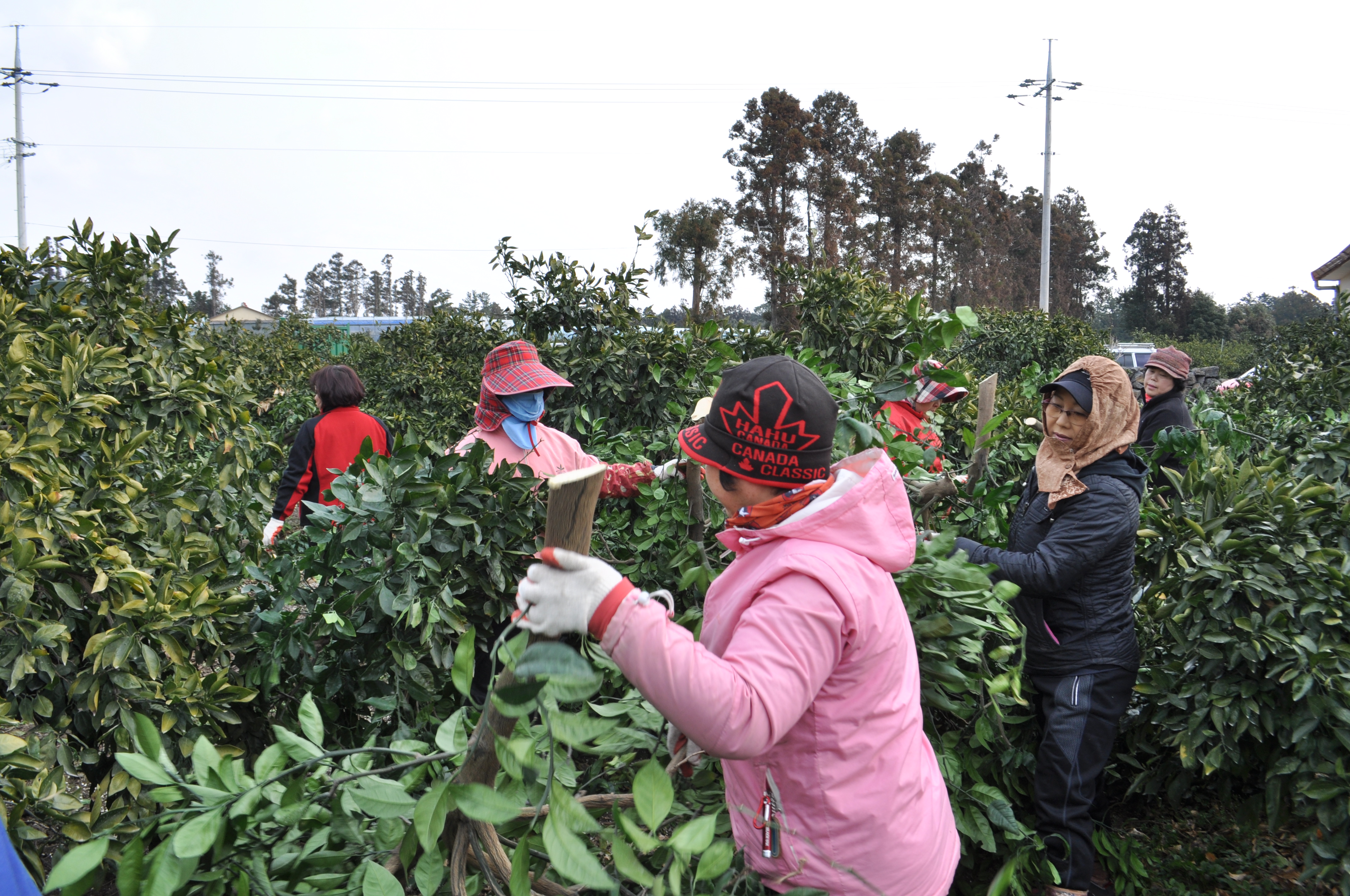 생활개선서귀포시연합회, 간벌봉사활동 실시